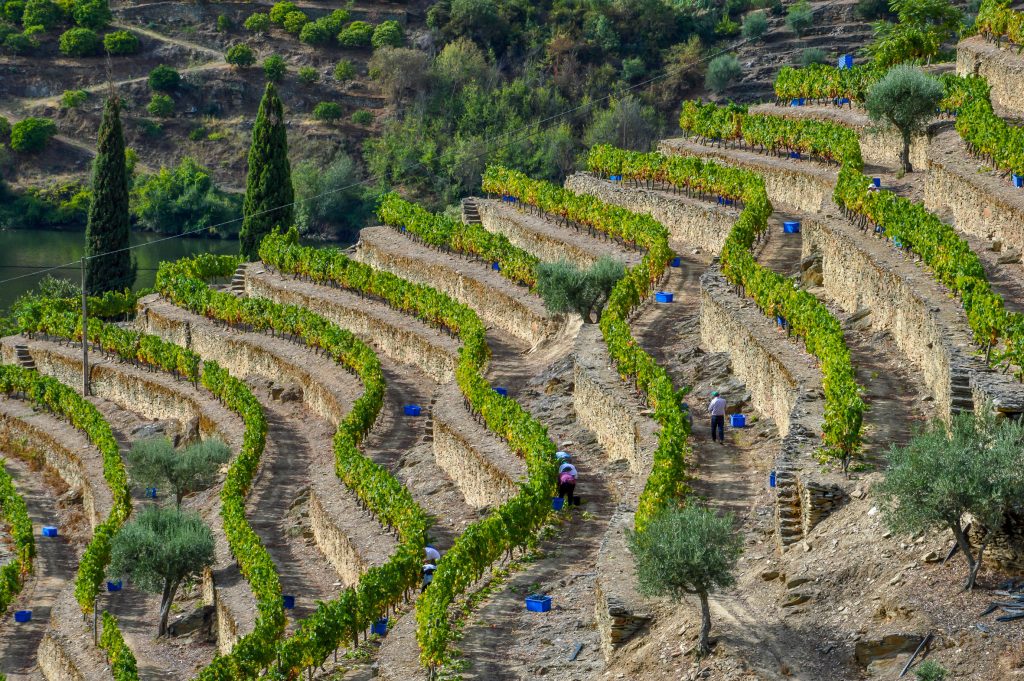 2017-vintage-port-harvest