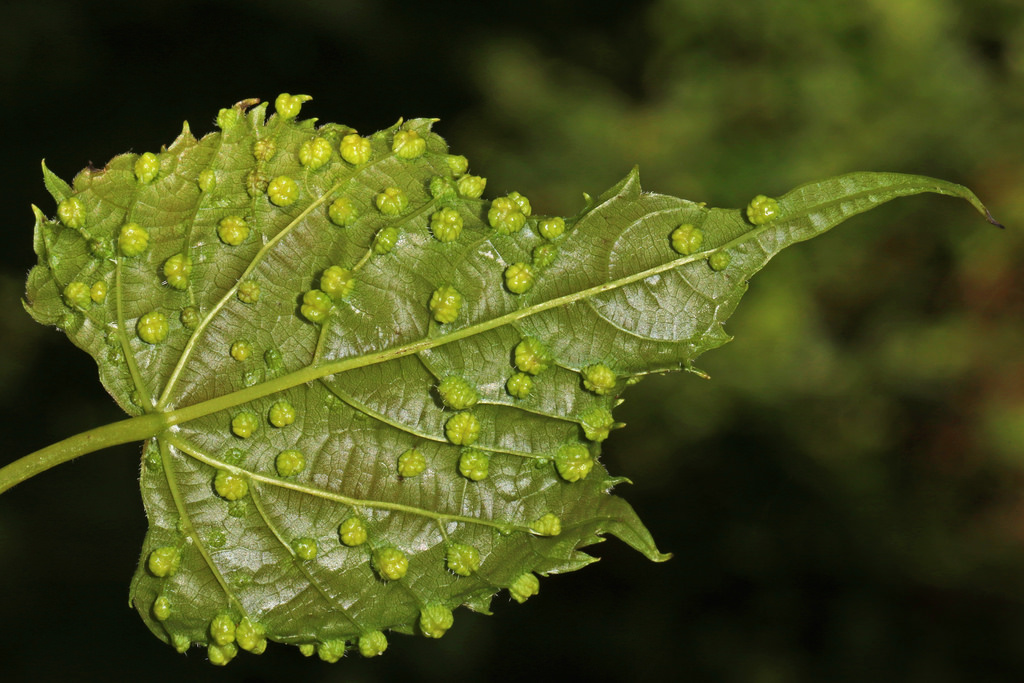 Phylloxera leaf