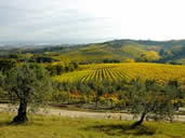 Chianti Region Vintage Wine