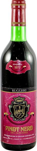 Pinot Nero, 1977